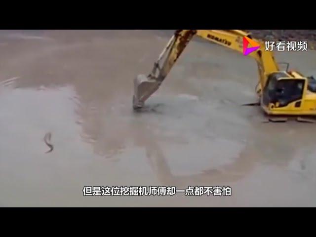 The real shot of the crocodile warfare excavator