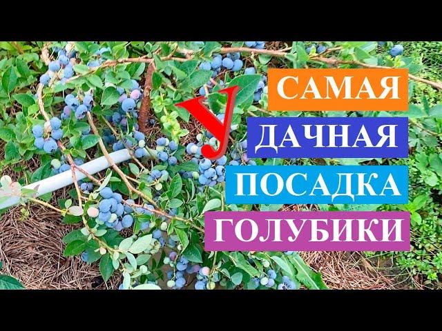 Самая удачная посадка голубики