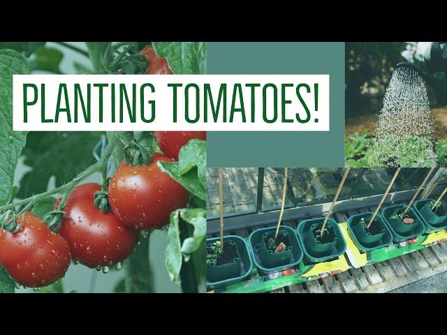 Planting Tomatoes | Let's Garden | Random With Rachel