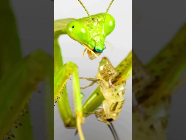 Mantis Eating - 4K Close up | Praying mantis eats cricket | Insects eating sound effect