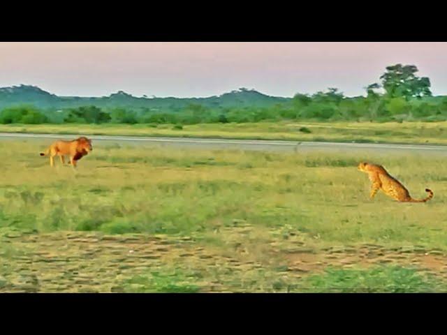 Lion Tries Running Faster than Cheetah