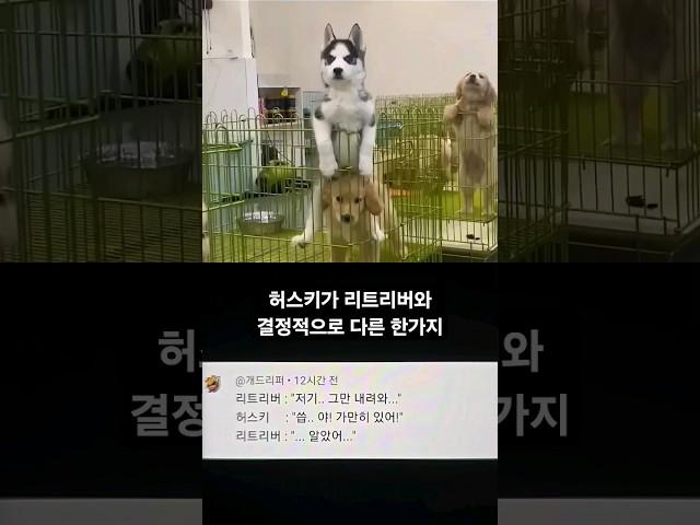 허스키가 리트리버와 결정적으로 다른 한가지 #SHORTS