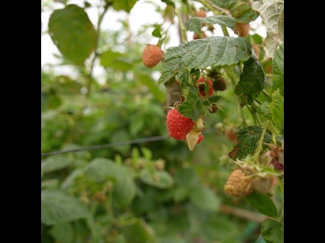 Raspberry Farming