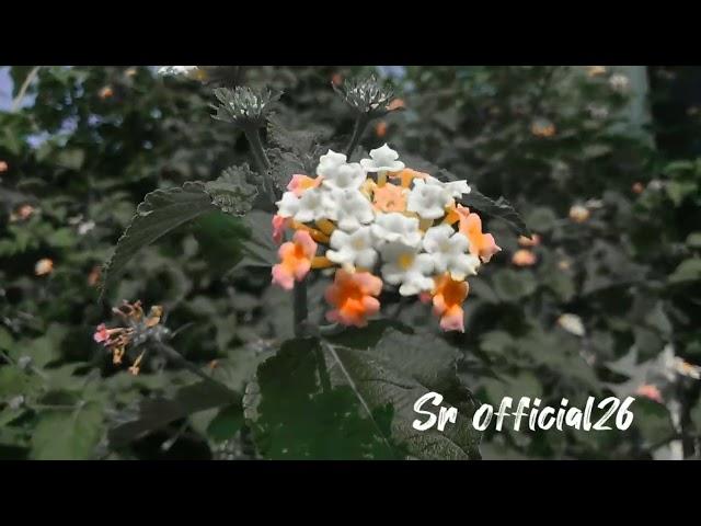 #natural #view#stutasvideo /#sr #Official26/#SR#official26