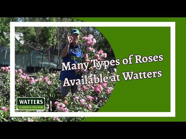 Many Types of Roses are Available at Watters Garden Center