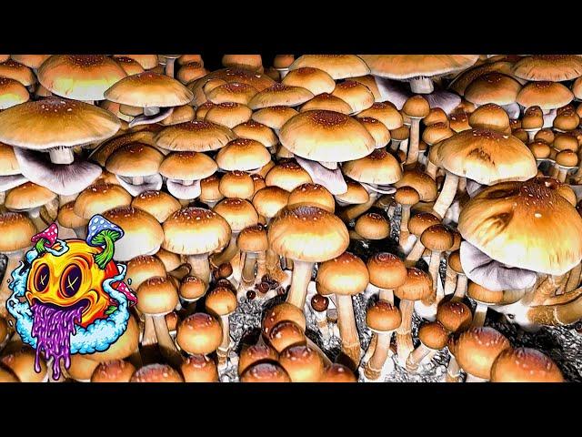 Spore To Flush - North Spore Boomr Bag Season 2 | Complete Beginner's Guide To Growing Mushrooms