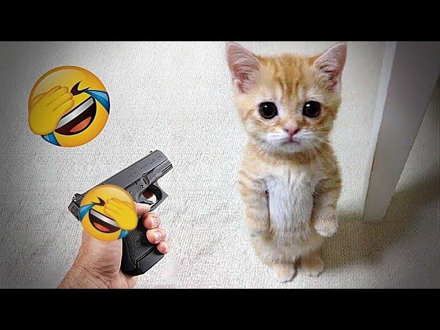  Funniest Cats and Dogs  Funniest Animals #6