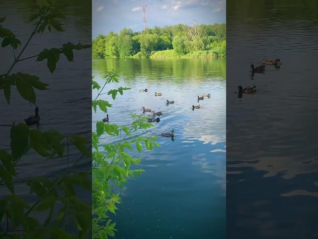 Ducks #summer #summer vibes #nature