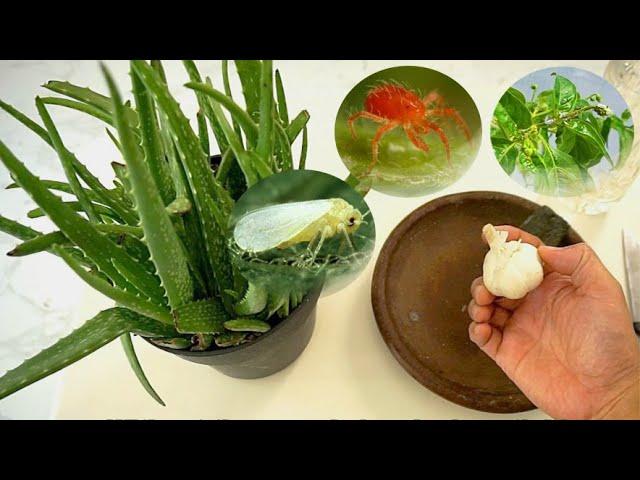 How To Make Natural Pesticide With Garlic and Aloe Vera - Gardening Tips