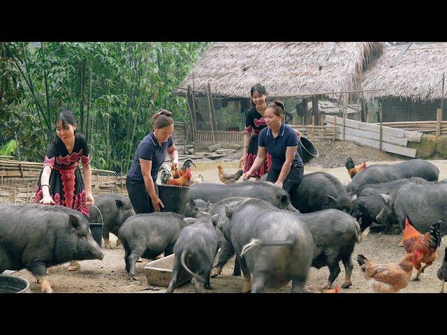 Full video with Lý Thị Ca, gardening, harvesting and taking care of animals - Bếp Trên Bản