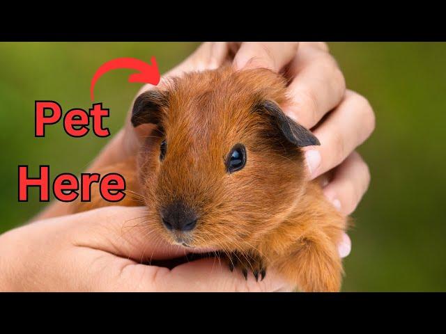 These are the Spots Where Guinea Pigs Like to be Petted!