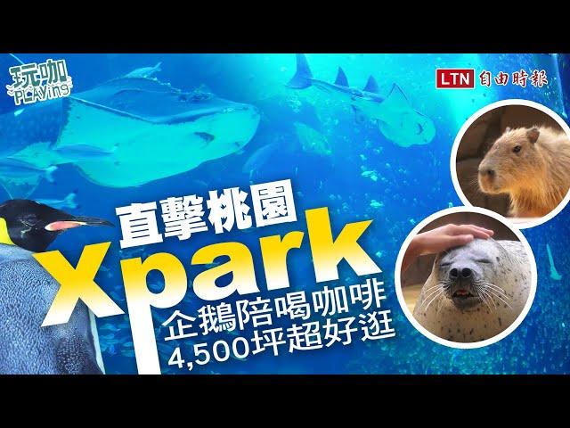 桃園「Xpark水族館」開幕前搶先直擊！企鵝咖啡館、6000隻魚群表演超震撼