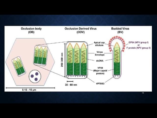 Detailed Introduction about Viral Biopesticides 