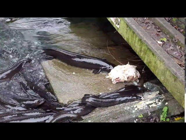 Amazing Giant Eel feeding frenzy! with Matt Paku. (New Zealand longfin eel) #viral #viralvideo