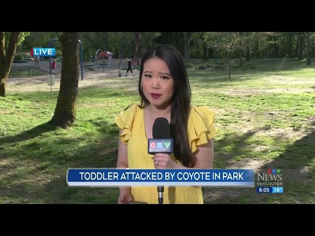 Toddler attacked by coyote in Port Coquitlam, B.C.