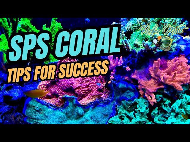 SPS Coral Care in the Reef Tank