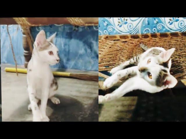 little baby white kitten cute cat meow meow  funny video Delly life blogs live ep.37