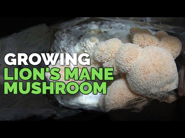 How to Grow Lion's Mane Mushrooms (Recipe Included!)