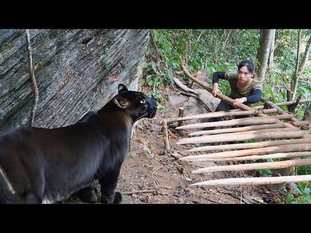 ferocious black panther, black panther trapping skills, winter survival, survival alone