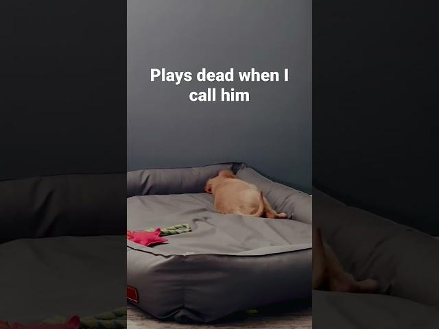 Pup golden retriever plays dead when I call him