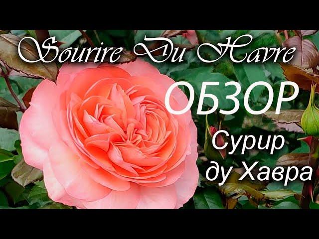 Обзор розы Сурир ду Хавра