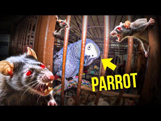 Cannibal Rats Terrorize family Parrot...horrific..