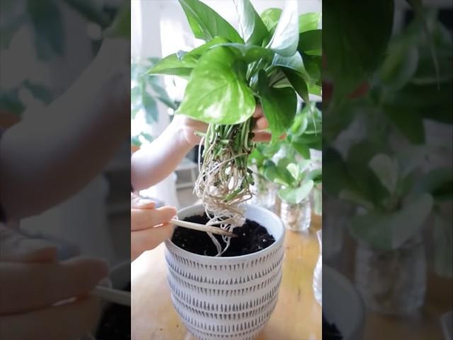 Pothos (Money Plant )Propagation: From Water to Soil Step-by Step Guide #shorts #indoorplants  #easy