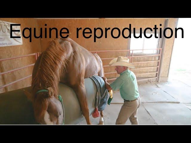 EQUINE REPRODUCTION 101. #horse #reproduction #ranch