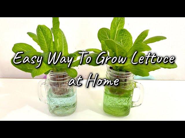 Easy Hydroponic Lettuce : Grow Lettuce from Seed to Harvest at Home using KRATKY Method