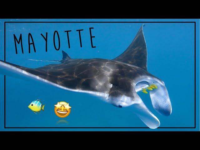 Raie Manta : Reine des mers - Mayotte 