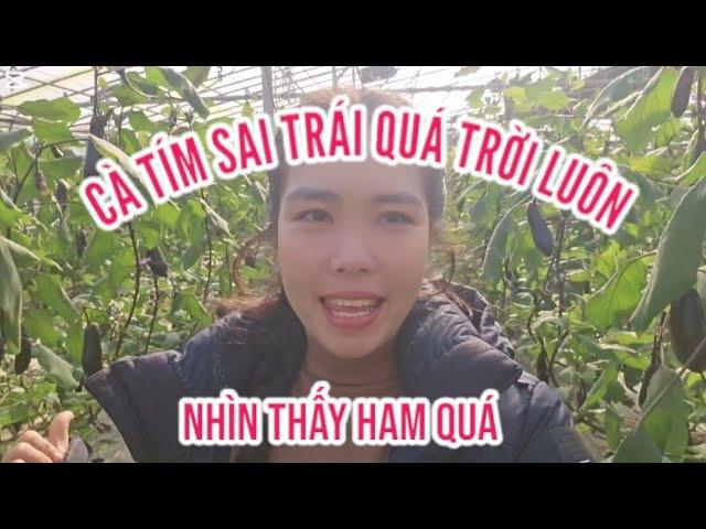 352 VƯỜN CÀ TÍM CỦA CÔ DÂU VIỆT NAM TẠI HÀN QUỐC NHÌN THẤY HAM