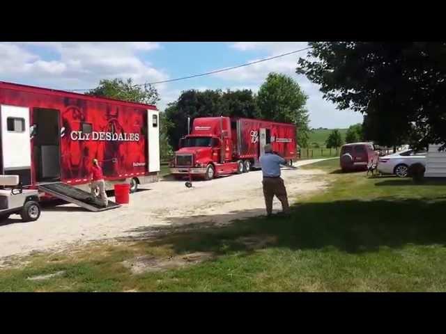 Budweiser Clydesdales