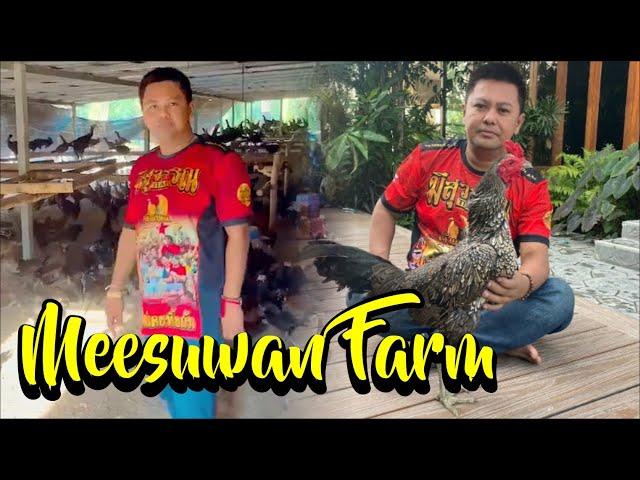 Mesuwan Farm, Gudangnya Ayam Pama Berkualitas