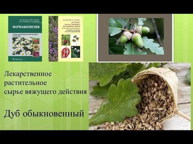 Лекарственное растительное сырье вяжущего действия. Дуб обыкновенный