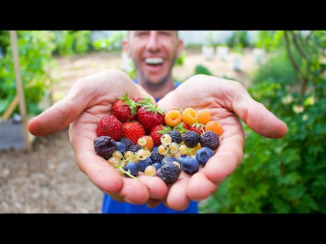 3 Fruits Every Beginner Gardener NEEDS To Plant IMMEDIATELY That Will Feed You For Life