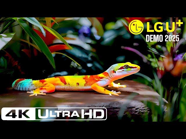 THE ANIMALS || Best Of Dolby Vision HDR 4k 120fps - Dolby atoms - (LG DEMO 2025)