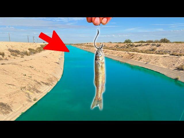 I Dropped Live Minnows in a Desert Canal! (Insane)