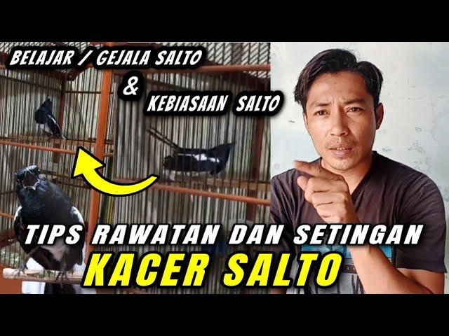 SPESIAL TIPS RAWATAN DAN SETINGAN KACER SALTO AGAR STABIL, SEHAT DAN BISA BUKA EKOR