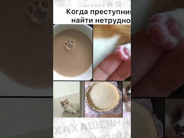 Мемы есть мемы #приколы #мемы #мем #лютыеприколы #школа #троллинг #хахашечная