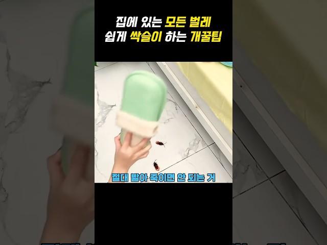 집에 있는 모든 벌레 쉽게 제거하는 꿀팁