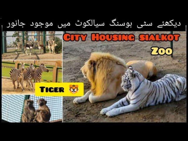 city Housing zoo | part 3 | Hamza Faiz Vlogs | #sialkot #discovery #viral #zoo #dancingfountain #4k