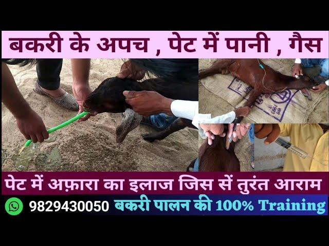 bakri ke pet mein gas pani bhar jana बकरी के पेट फूलने अफारा का इलाज bakri ka ilaj dekhbhal