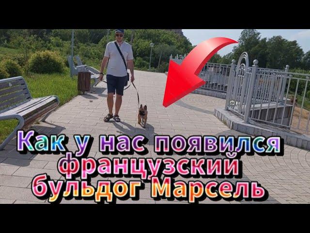 Как у нас появился французский бульдог Марсель
