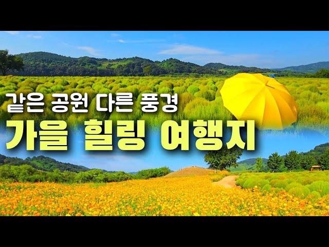 댑싸리, 코스모스, 백일홍 한번에 볼 수 있는 곳. 축제 시작 하루 전 풍경.(연천, 임진강 댑싸리공원) #연천여행 #댑싸리축제 #가을여행