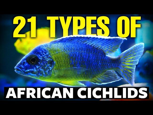 21 BEST Types Of African Cichlids 