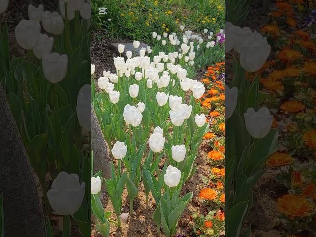 Tulips #flowers #nature #garden #beautiful #plants #youtube #naturelovers #gardening #relaxing