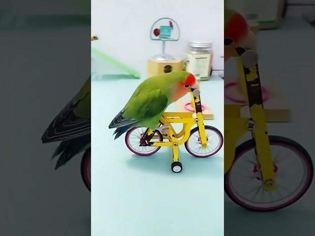 Parrot smart  show #parrotshorts #shorts