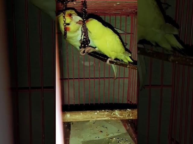 lovely dovely#funny #cockatiel #budgies  #comedy #funnyvideo #happy #satisfying