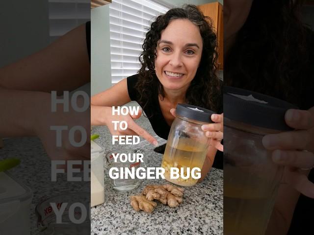 How to feed your Ginger Bug | Fermentation Adventure #shorts #fermentation