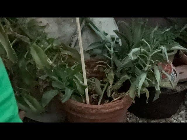 Mis plantas Necesitan de Mi yo de Ellas parte 2 las plantas nos dan vida #garden #home #viral